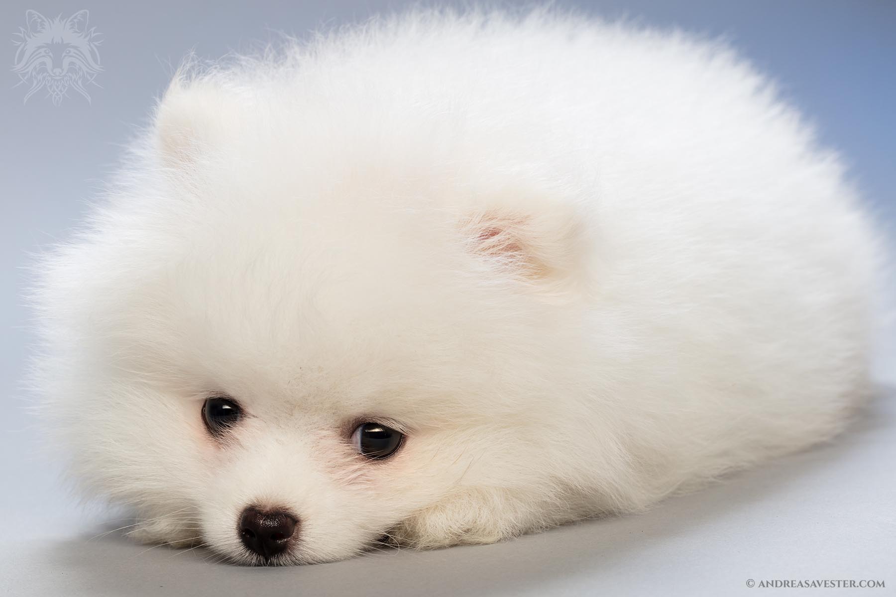 Photos of Two Months Old Pomeranian Puppies - Art of Andreas Avester