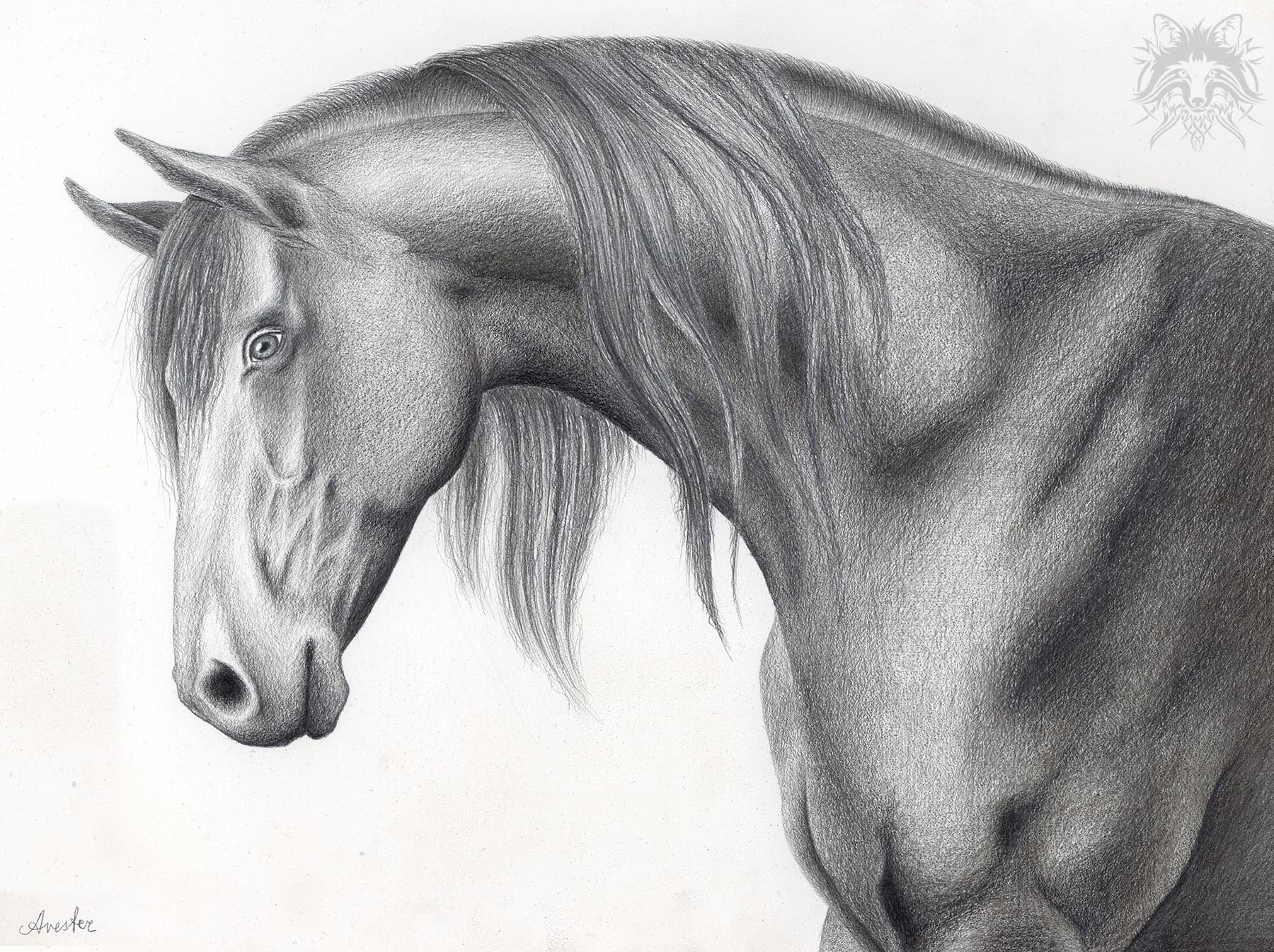 Metalpoint Drawing Horse Head Art of Andreas Avester